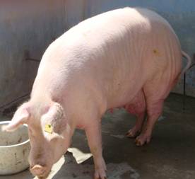 Best Management Practices for Mother Pig after Weaning (Dry Sow)